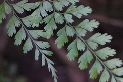 Asplenium austrochinense