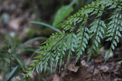 Asplenium austrochinense
