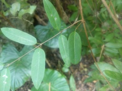 Cryptolepis sinensis