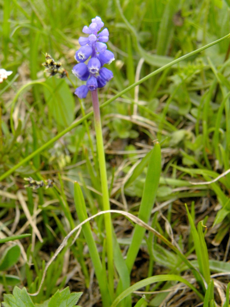 common grape hyacinth