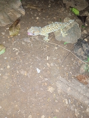 Gekko gecko