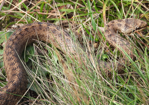 Smooth Snake, Gelderland, NL, photo 8 of 10