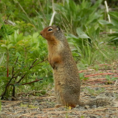 Columbian Ground Squirrel photo 3