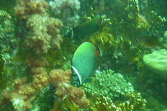 Chaetodon collare