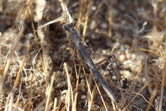 Litaneutria ocularis