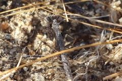 Litaneutria ocularis