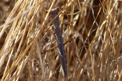 Litaneutria ocularis