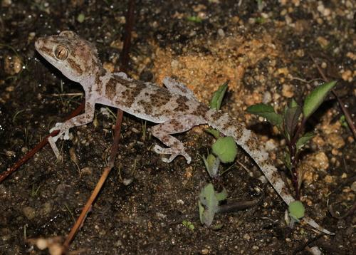 Betroka Leaf-toed Gecko
