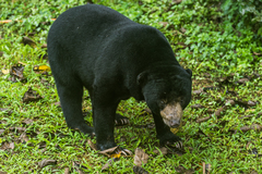 Helarctos malayanus malayanus