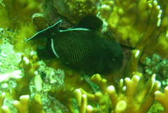 Melichthys indicus
