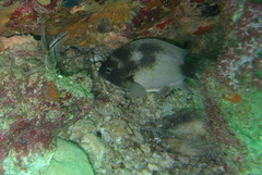Chromis cinerascens