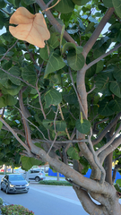 Magnoliopsida