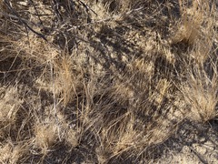 Litaneutria ocularis