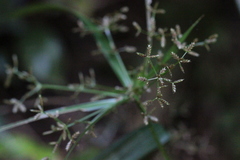 Cyperus diffusus