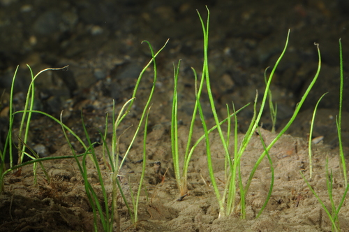 Image of Isoetes bolanderi by (c) Timothy McNitt, some rights reserved (CC BY)