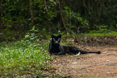 Panthera pardus delacouri