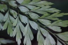 Asplenium austrochinense