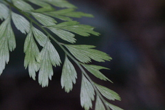 Asplenium austrochinense