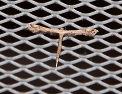 Stenoptilodes brevipennis