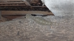 Hemidactylus frenatus