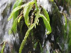 Hydrostachys polymorpha