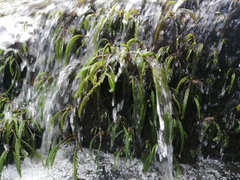 Hydrostachys polymorpha