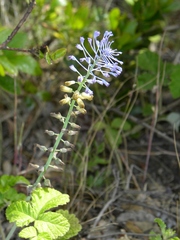 Muscari matritense