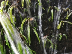Hydrostachys polymorpha