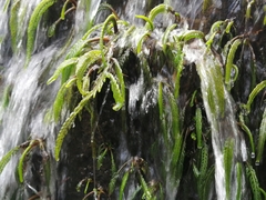 Hydrostachys polymorpha