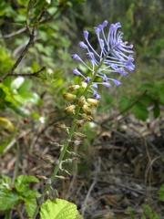Muscari matritense