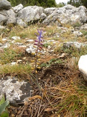 Muscari matritense