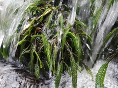 Hydrostachys polymorpha