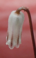 Drimia uniflora