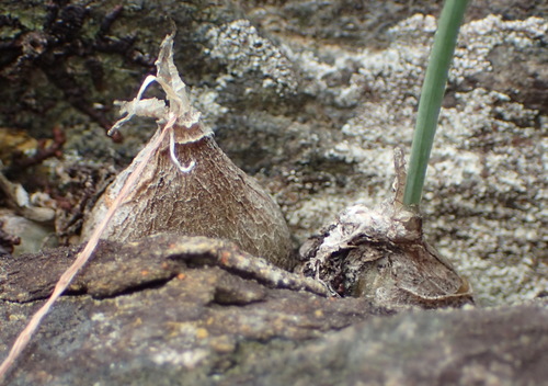 Drimia uniflora
