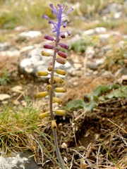 Muscari matritense