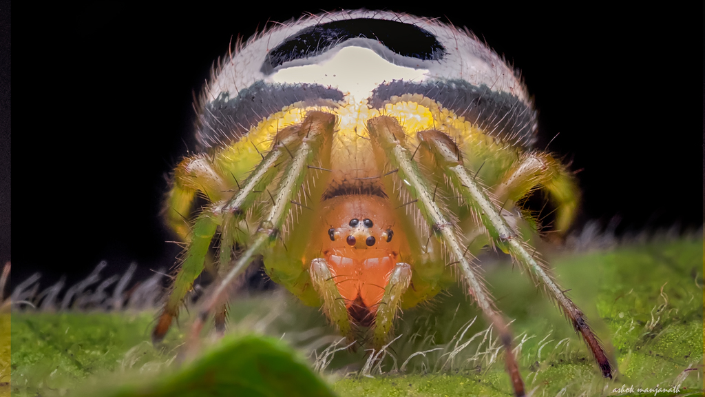 Bijoaraneus