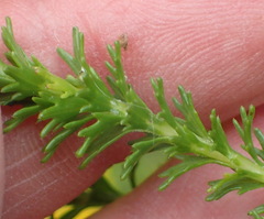 Euryops virgineus