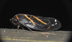 Sphodroscarta trivirgata
