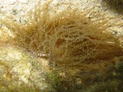 Periclimenes yucatanicus