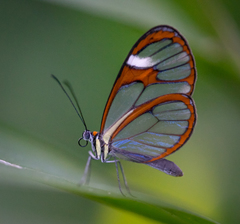 Ithomia agnosia zikani