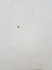Formicidae