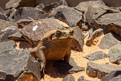 Rhinella diptycha