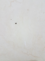 Formicidae