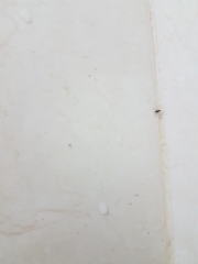 Formicidae