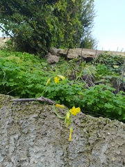 Oxalis pes-caprae