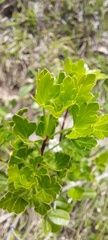 Polemannia grossulariifolia