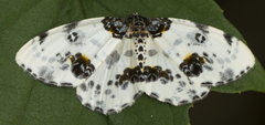 Abraxas leucostola