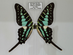 Graphium bouyeri