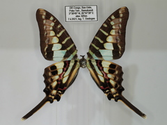 Graphium bouyeri