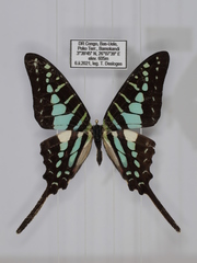 Graphium bouyeri